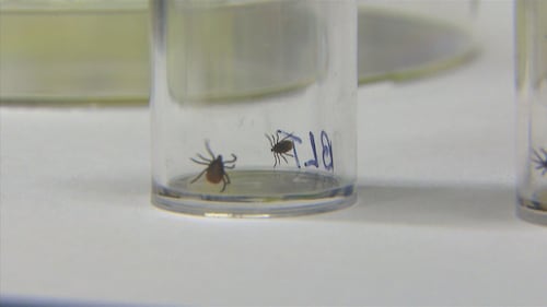 EU to study potential vaccine for Lyme disease: companies
