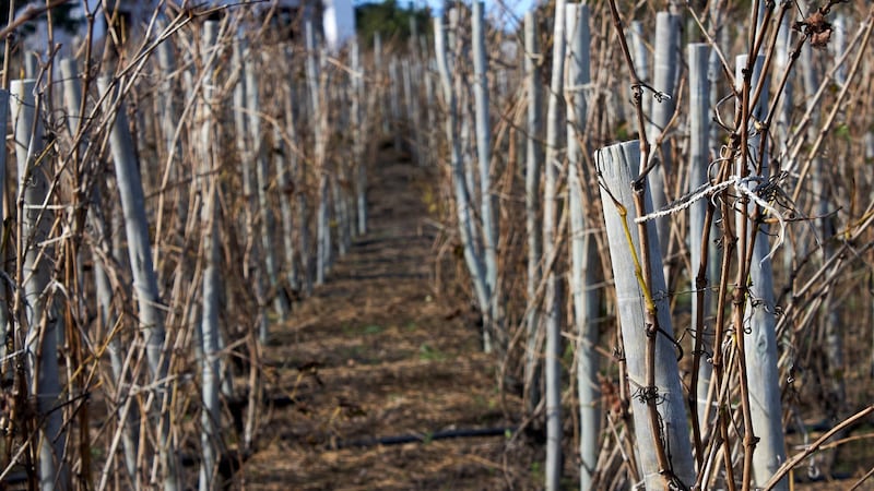 This woman ‘managed to not be bored’ during the COVID-19 lockdown and planted a vineyard at home