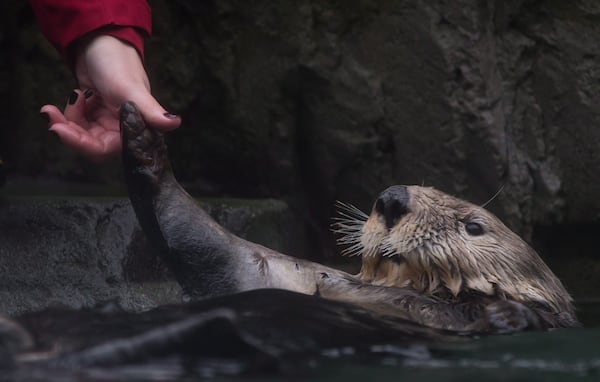 ‘Heartfelt goodbye’: Vancouver Aquarium to transfer otters to Quebec