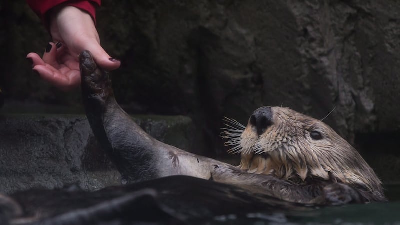 ‘Heartfelt goodbye’: Vancouver Aquarium to transfer otters to Quebec