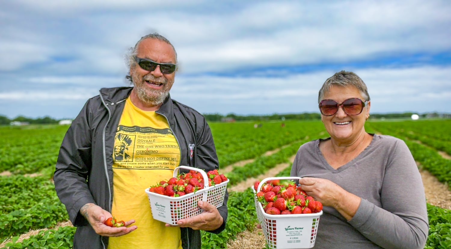 Strawberry picking at Leisure Farms – CTVNews
