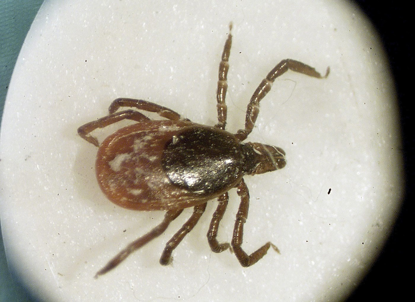 An online conspiracy theory suggested planes were dropping ticks over Ontar