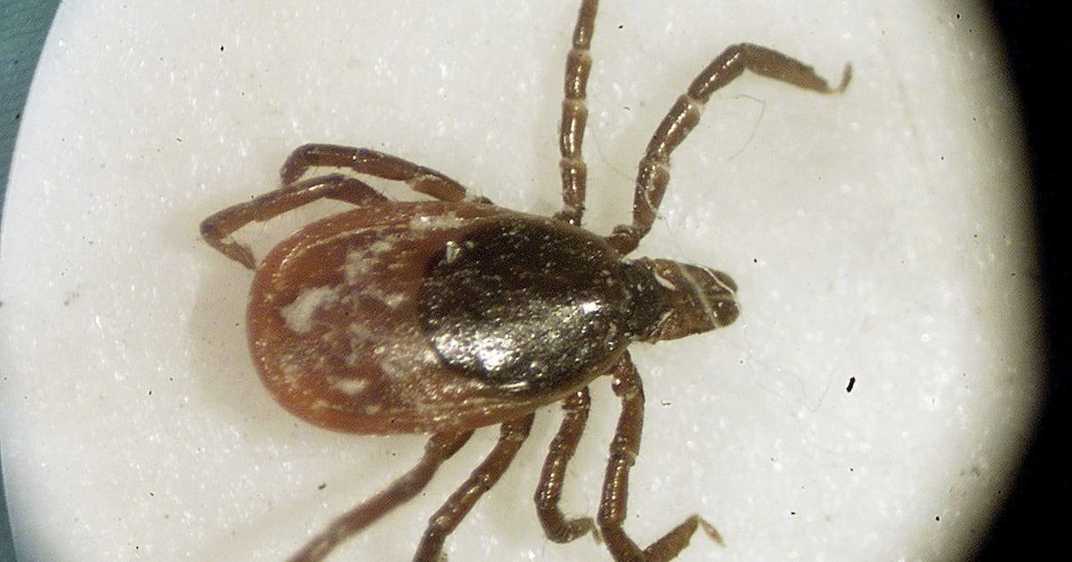 Ticks in Ontario: Conspiracy theory about planes debunked - CTV News
