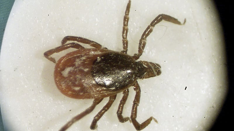 No evidence planes are dropping ticks over Ontario after social media conspiracy theory