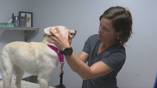 Veterinarians sound the alarm about dangers of Parvovirus in cats and dogs