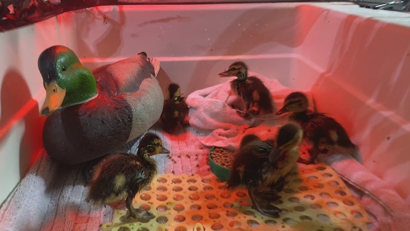 The animals are (mostly) all right: Animal rescues in Edmonton, post-rain