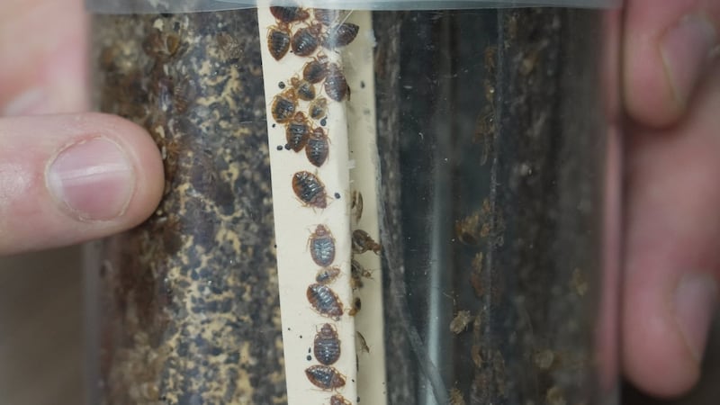 Bedbugs can cause people to lose sleep - and blood. Here's what to do about them