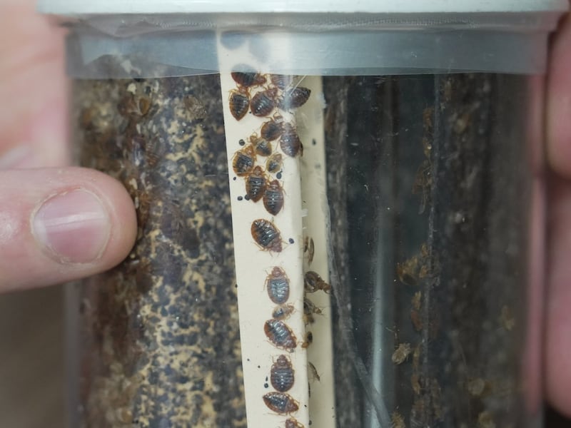 Bedbugs can cause people to lose sleep - and blood. Here's what to do about them