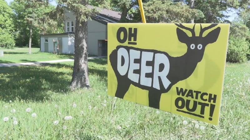 ‘Oh deer’: Grade 12 students’ school project becoming city signage