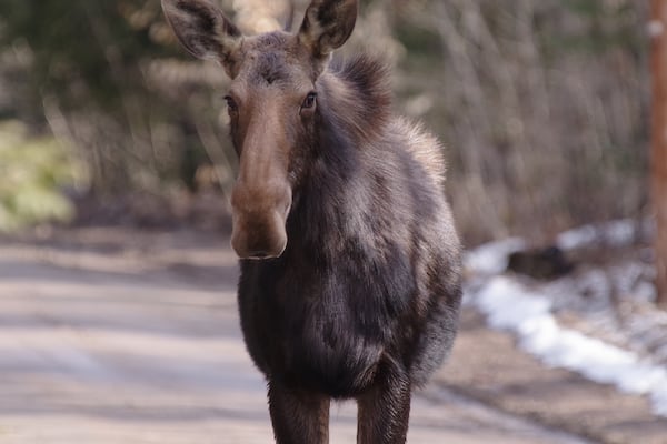 Watch out for wildlife on Quebec roads this spring, province warns