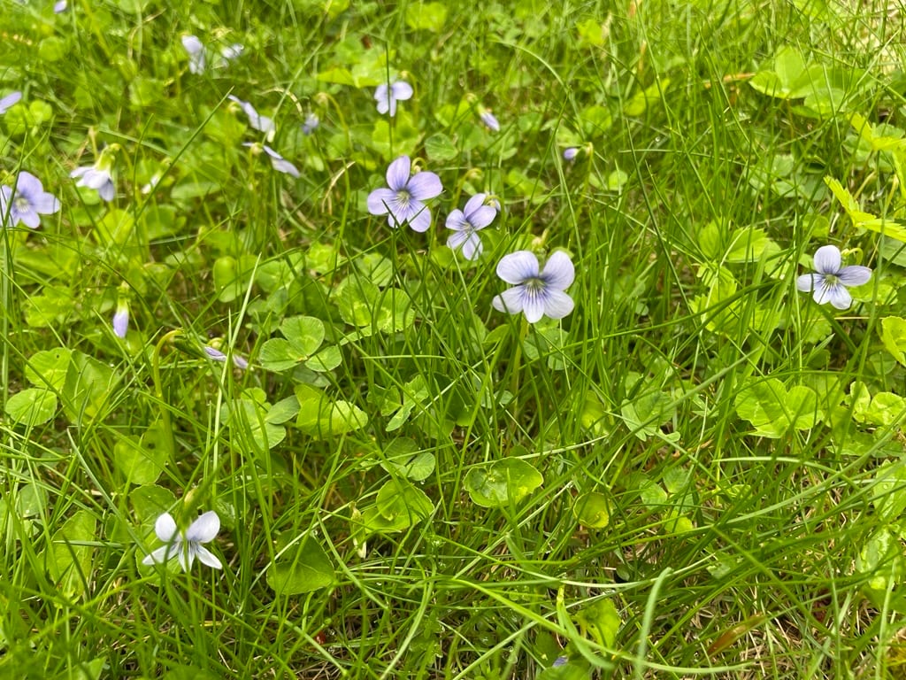 ‘No mow May’ debate grows as more Quebec municipalities adopt campaign