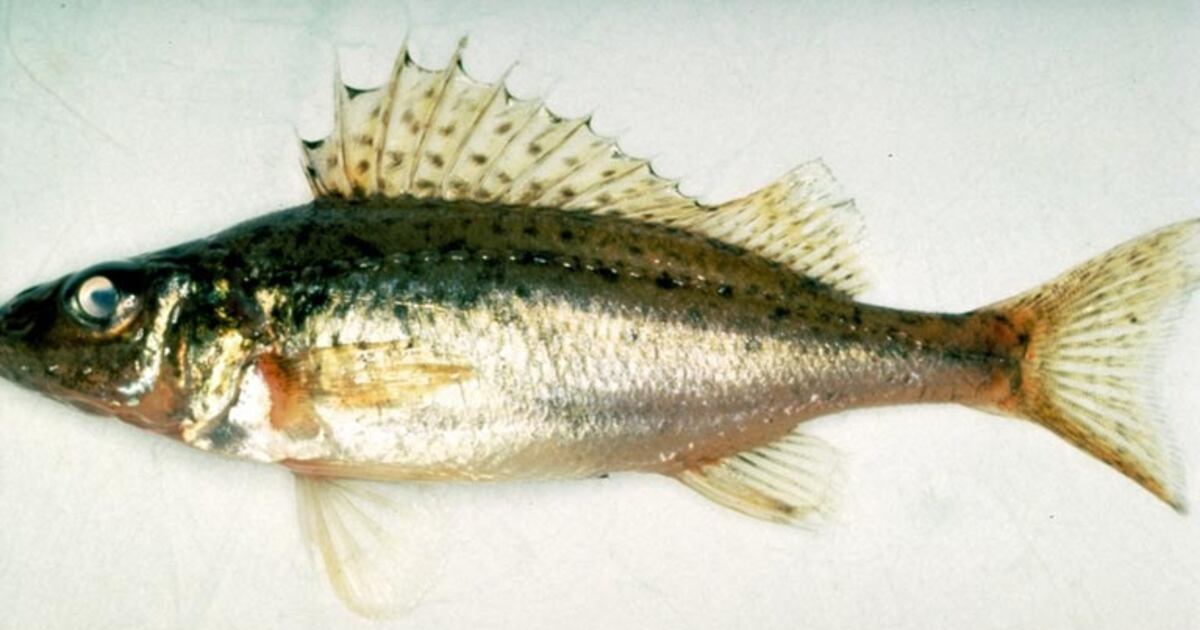 Raging Fish Meet the ruffe, aggressive fish causing concern in the St. Marys River