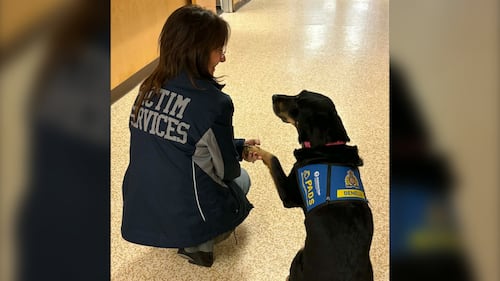 Okanagan service dog provides comfort to Tumbler Ridge community