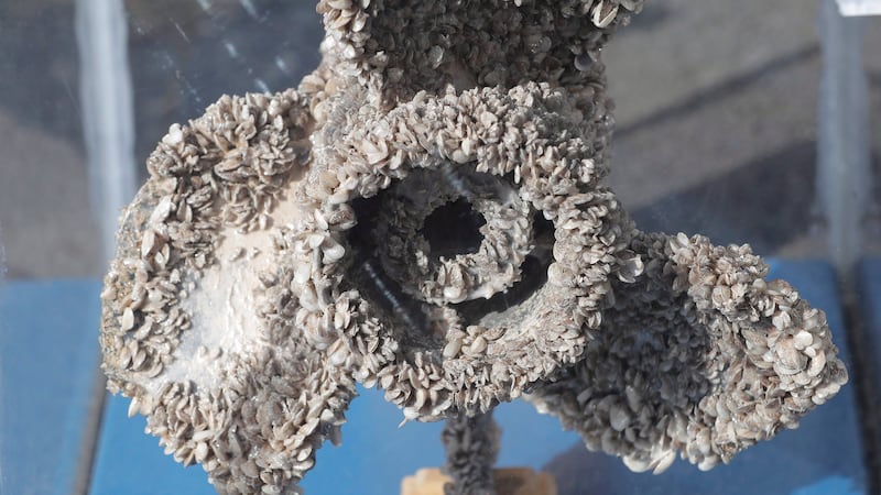 Alberta upping prevention efforts to keep invasive mussels out of province