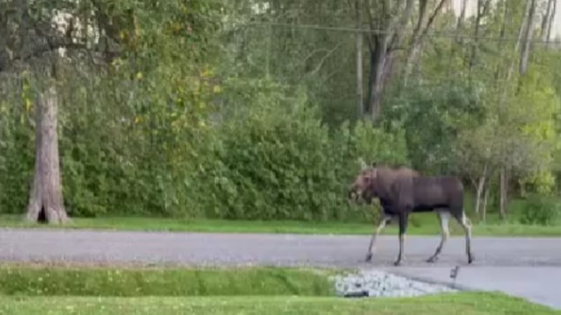 Think you saw a moose? 2 spotted roaming around in this Simcoe County community