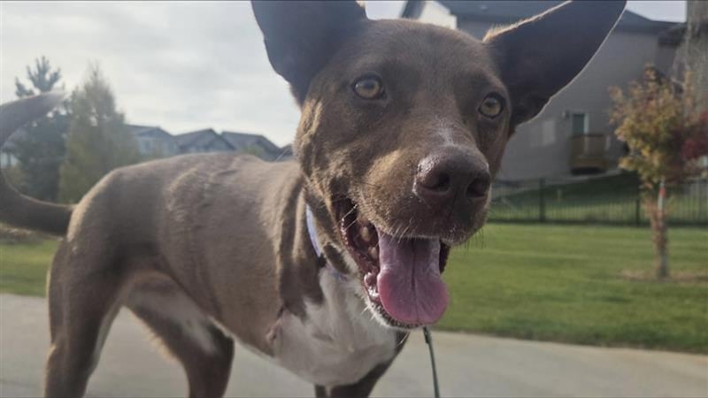 Dog forced to amputate leg after run-in with e-scooter