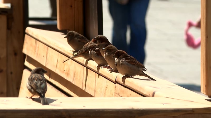 Warm weather welcomes the start of the week in Montreal