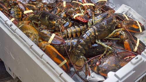 Some N.L. fishers say more lobster licenses could spur rural fishing economies