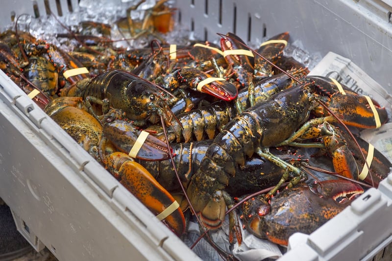 Some N.L. fishers say more lobster licenses could spur rural fishing economies