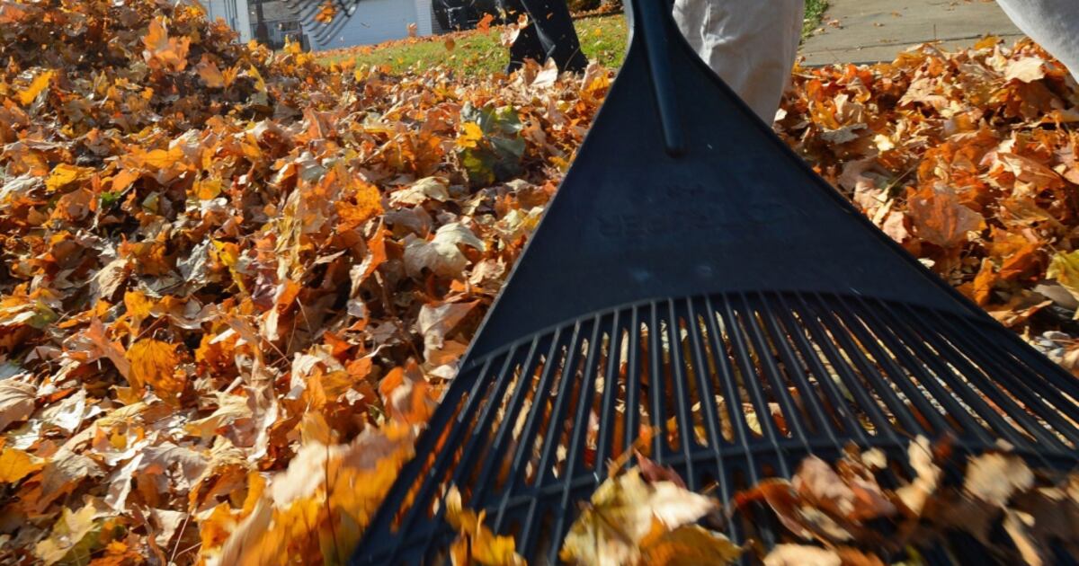 Autumn Raking Safety Leave the leaves, nature group says about autumn raking