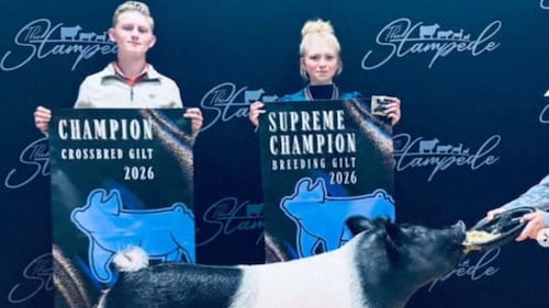 Teenage twins become pig-showing prodigies with their intense stares