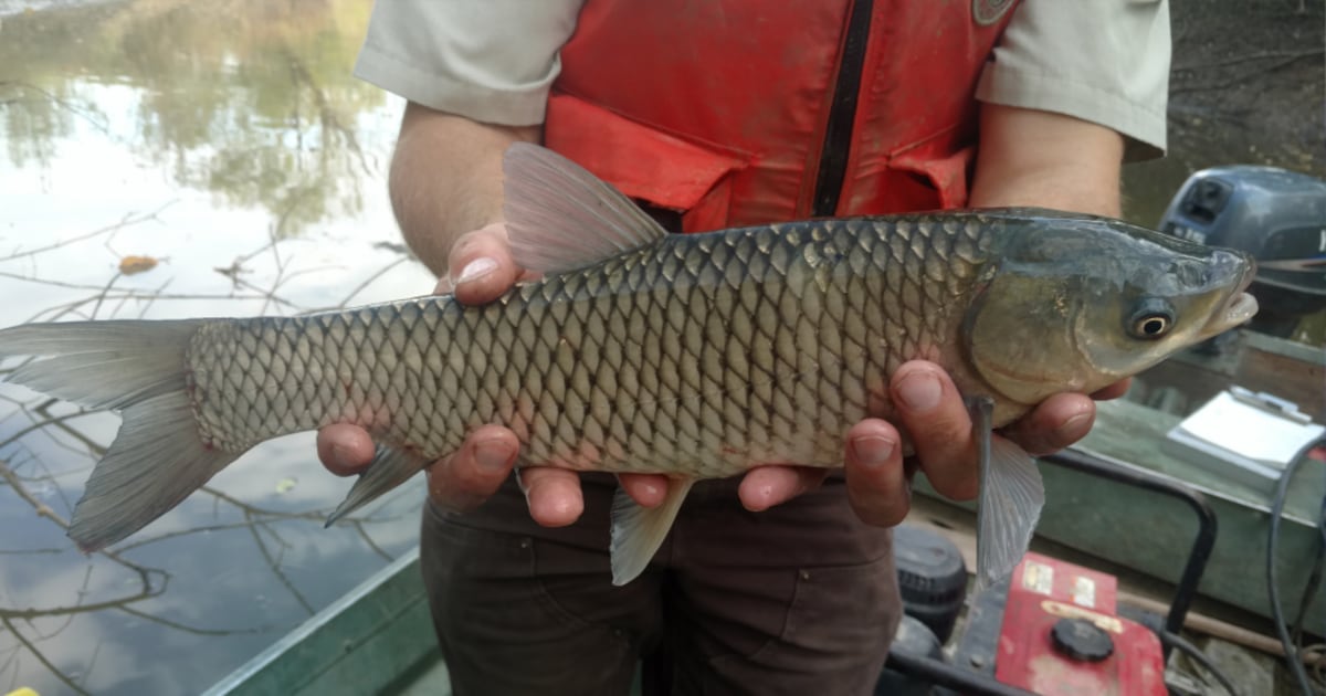Canadian Carp 'Immediate threat to Canadian waters': Here's what the Invasive Species ...