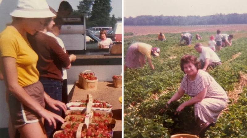 Strawberry season at Simcoe County farm marks special milestone