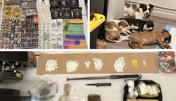 Police seize drugs, weapons and puppies in Hamilton raid