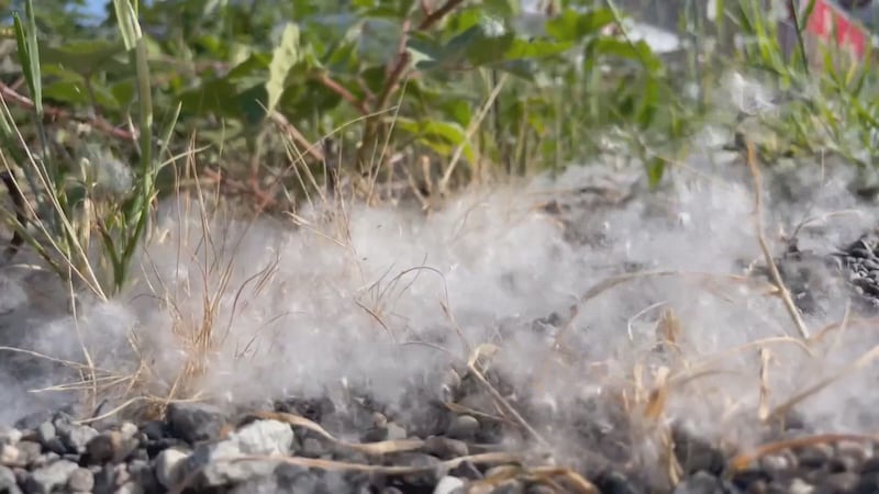 Why allergy season could be particularly bad in Winnipeg this year