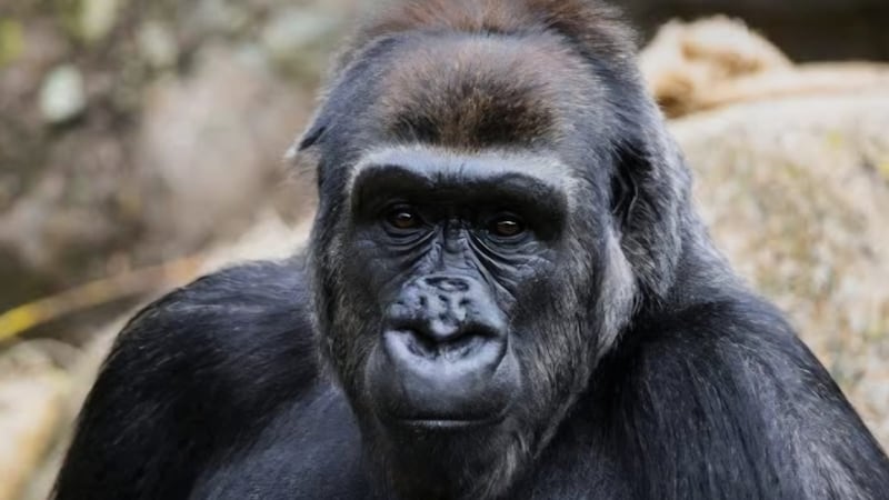 Calgary’s zoo will soon have a new baby gorilla