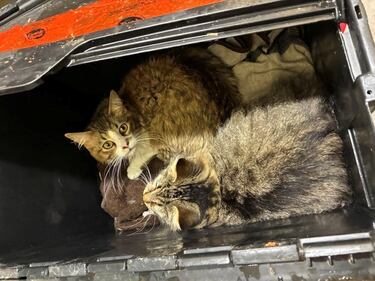 32 cats abandoned outside B.C. SPCA