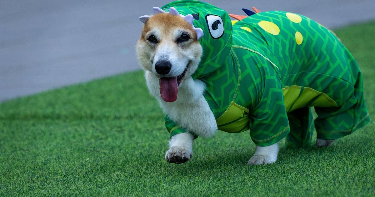 Photo: ctvnews.ca A corgi dog participates in a fashion show during a international event Corgi Race Vilnius 2026 in Vilnius, Lithuania
