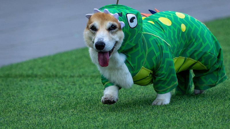 Corgis run, bark and sniff their way to glory at a growing international race