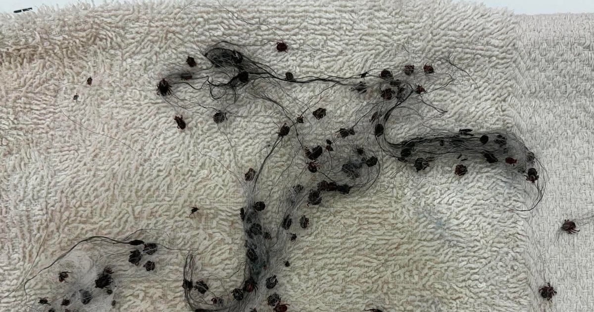 Halifax-area clinic tells pet owners to be vigilant after removing 85 ticks from one dog