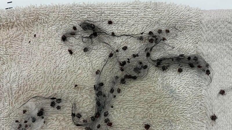 Halifax-area clinic tells pet owners to be vigilant after removing 85 ticks from one dog