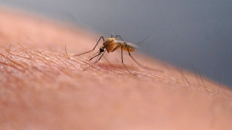 Edmonton mosquito population to remain ‘relatively low,’ despite recent moisture: city