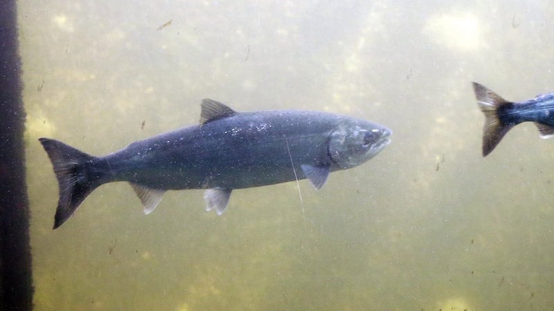 B.C. issues protection order for Salmon River watershed as fish spawn