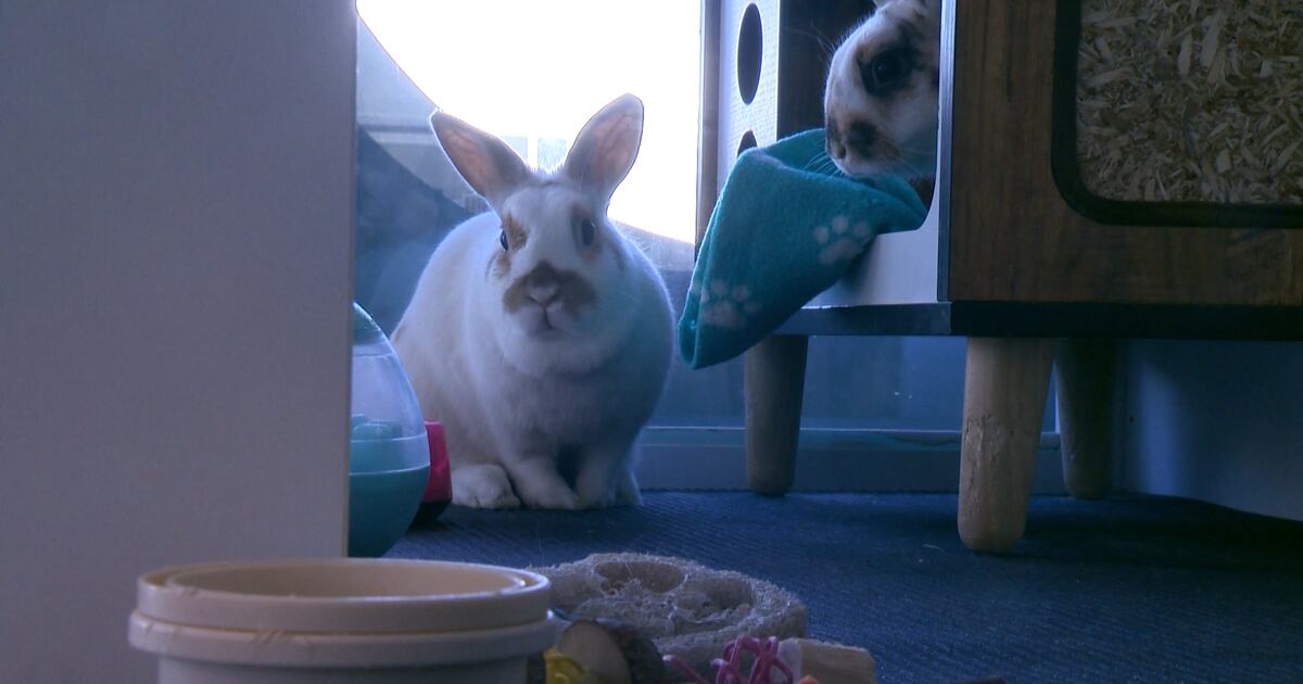 Quebec City rabbit shelter places hundreds with families
