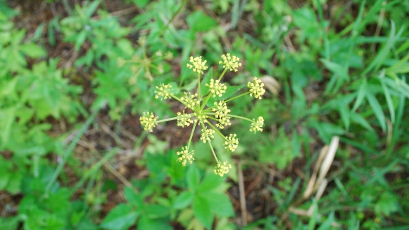 Herbicide to be sprayed in the Little River Corridor and Ojibway Prairie Complex