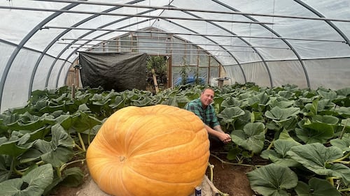 Pothole the 480-kilogram pumpkin on track to outgrow Newfoundland's famed Gourdzilla