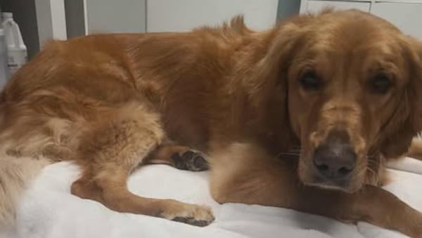 Abandoned dog in Okotoks highlights crisis in Alberta’s animal rescue system