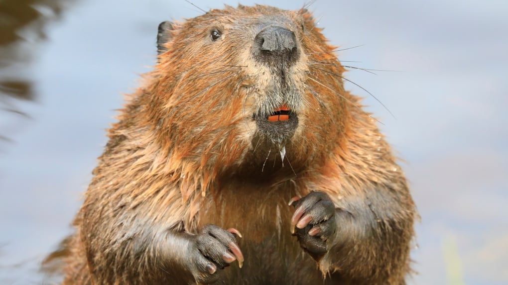 Beevar City committees pass updated wildlife strategy with some concessions ...