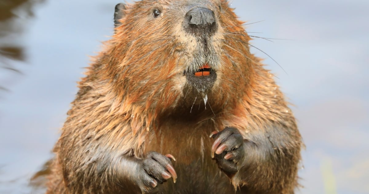 Beaver Back View City committees pass updated wildlife strategy with some concessions ...
