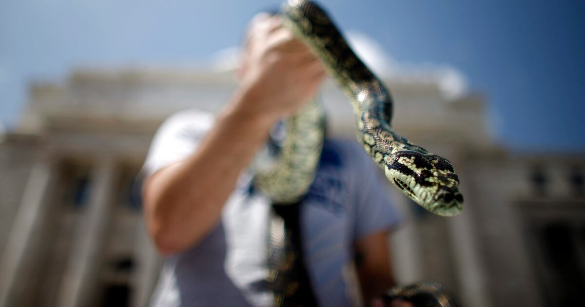 Austrainlian Python Python discovered in Australian home's converted bar