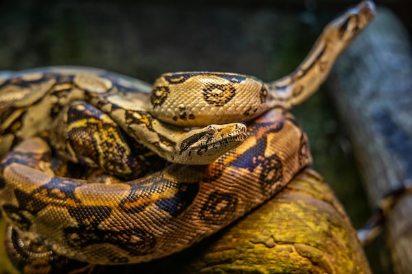 Afraid of snakes? This might be why, according to researchers