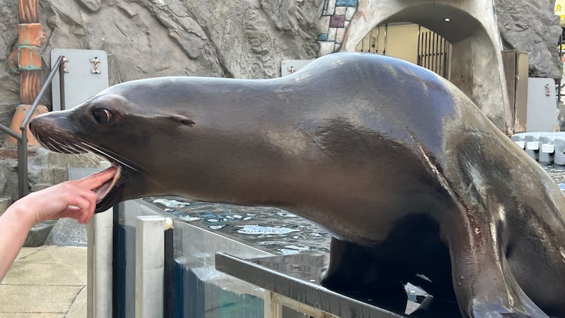 19-year-old WEM sea lion to be relocated to the U.S.