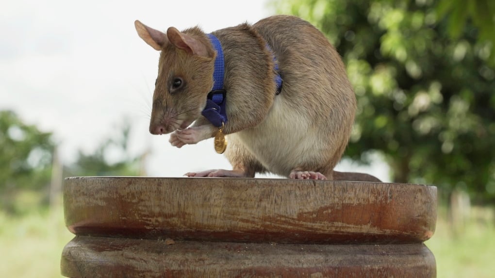 Magawa Mine-sniffing rat Magawa ends years of hard work in Cambodia