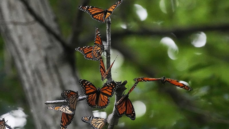 Researchers attach Bluetooth tags on monarch butterflies in N.B. to track migration