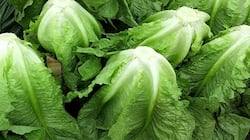 Some U.S. officials blame this salad green for cyclospora outbreak