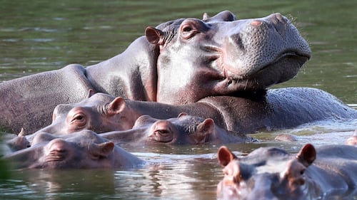 Baby hippo descended from Escobar’s herd rescued in Colombia